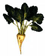 sugarbeet